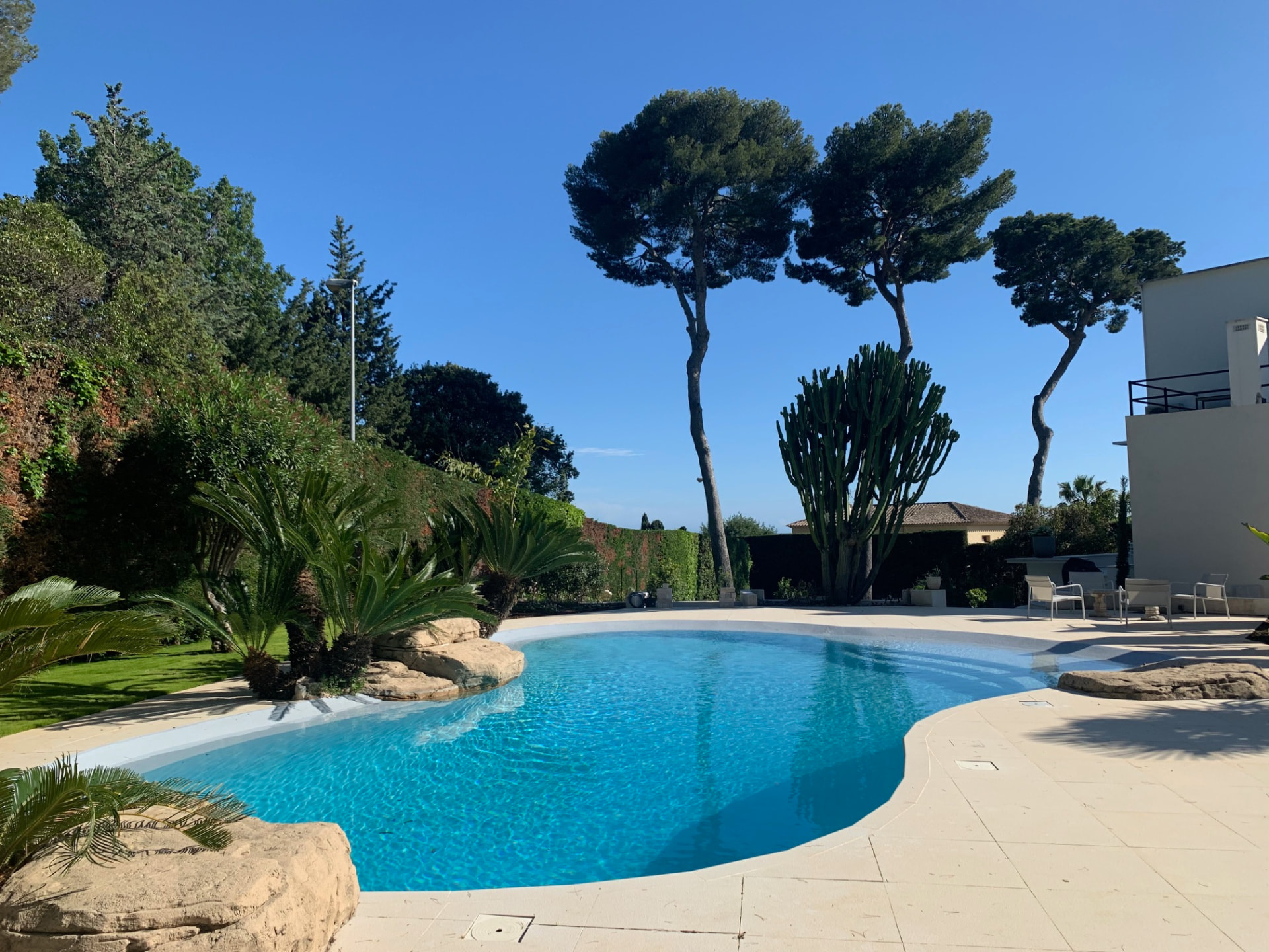 Curved swimming pool surrounded by pines, palms and cactus